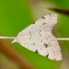 Dichromodes estigmaria (Pale Grey Heath Moth) at Mongarlowe River - 13 Feb 2024 by LisaH