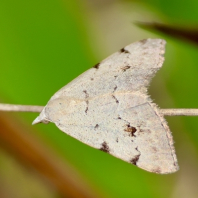 Dichromodes estigmaria (Pale Grey Heath Moth) at Mongarlowe River - 13 Feb 2024 by LisaH