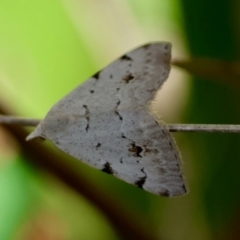 Dichromodes estigmaria at QPRC LGA - 13 Feb 2024