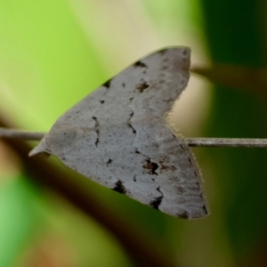 Dichromodes estigmaria at QPRC LGA - 13 Feb 2024