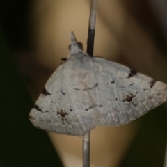 Dichromodes estigmaria at QPRC LGA - 13 Feb 2024