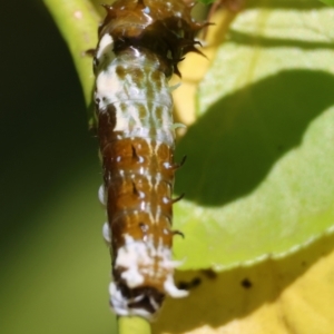 Papilio aegeus at QPRC LGA - suppressed