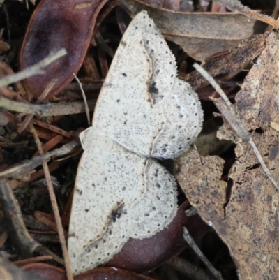 Taxeotis perlinearia (Spring Taxeotis) at Mongarlowe River - 13 Feb 2024 by LisaH