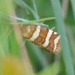 Subfurcatana subfurcatana (A Tortricid moth) at Mongarlowe River - 13 Feb 2024 by LisaH