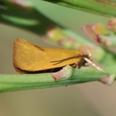 Telocharacta hemicroca (A concealer moth) at Mongarlowe River - 13 Feb 2024 by LisaH