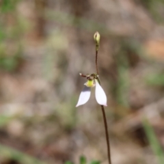 Eriochilus cucullatus (Parson's Bands) at Mongarlowe River - 13 Feb 2024 by LisaH