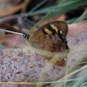 Heteronympha banksii at QPRC LGA - 13 Feb 2024