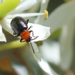 Adoxia benallae (Leaf beetle) at Mongarlowe River - 13 Feb 2024 by LisaH