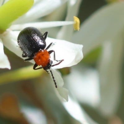 Adoxia benallae (Leaf beetle) at QPRC LGA - 13 Feb 2024 by LisaH