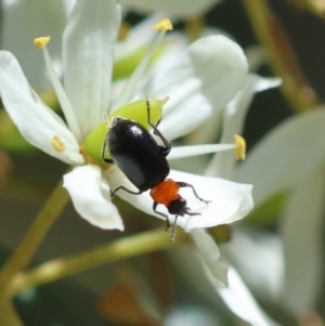 Adoxia benallae at QPRC LGA - suppressed