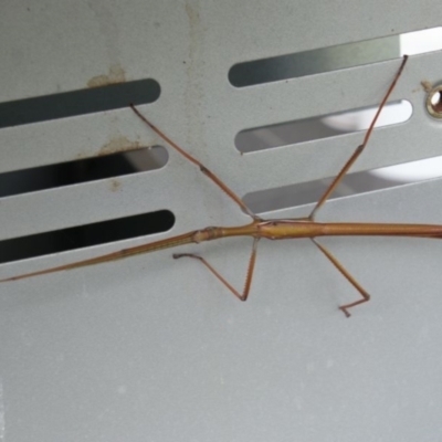 Tropidoderus childrenii (Children's stick-insect) at Wingecarribee Local Government Area - 12 Dec 2023 by JanHartog