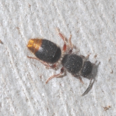 Odontomyrme sp. (genus) (A velvet ant) at Denman Prospect 2 Estate Deferred Area (Block 12) - 10 Feb 2024 by Harrisi