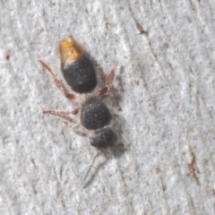 Odontomyrme sp. (genus) at Block 402 - 10 Feb 2024