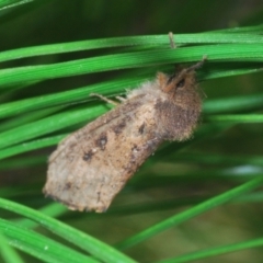 Oncopera (genus) at Denman Prospect 2 Estate Deferred Area (Block 12) - 10 Feb 2024 05:50 PM