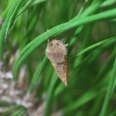 Oncopera (genus) at Denman Prospect 2 Estate Deferred Area (Block 12) - 10 Feb 2024 05:50 PM