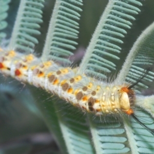 Acyphas semiochrea at Bullen Range - 11 Feb 2024