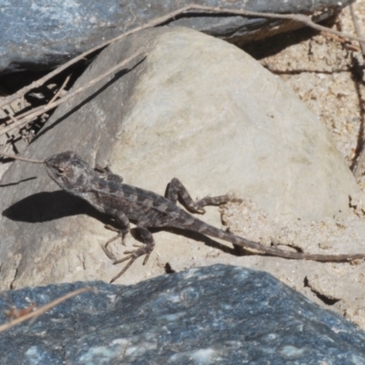 Diporiphora nobbi at Uriarra Village, ACT - 11 Feb 2024 by Harrisi