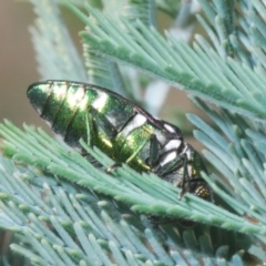 Diphucrania leucosticta (White-flecked acacia jewel beetle) at Uriarra Village, ACT - 11 Feb 2024 by Harrisi