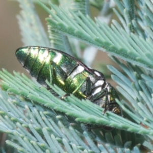 Diphucrania leucosticta at Lower Cotter Catchment - 11 Feb 2024