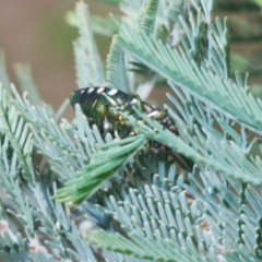 Diphucrania leucosticta at Lower Cotter Catchment - 11 Feb 2024