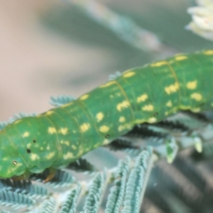 Capusa senilis at Bullen Range - 11 Feb 2024