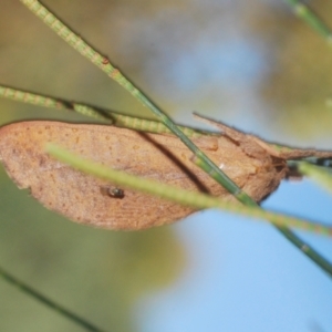 Elhamma australasiae at Lower Cotter Catchment - 11 Feb 2024 04:40 PM