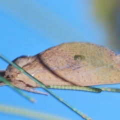 Elhamma australasiae at Lower Cotter Catchment - 11 Feb 2024 04:40 PM