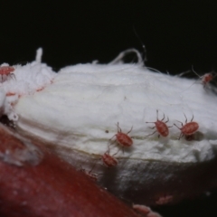 Icerya purchasi (Cottony cushion scale) at Capalaba, QLD - 10 Feb 2024 by TimL