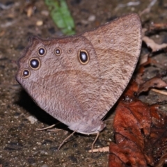 Melanitis leda (Evening Brown) at Capalaba, QLD - 10 Feb 2024 by TimL