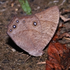 Unidentified Butterfly (Lepidoptera, Rhopalocera) at Capalaba, QLD - 10 Feb 2024 by TimL