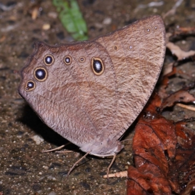 Melanitis leda (Evening Brown) at Capalaba, QLD - 10 Feb 2024 by TimL