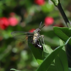 Unidentified Sawfly (Hymenoptera, Symphyta) at Brisbane City Botanic Gardens - 2 Feb 2024 by TimL