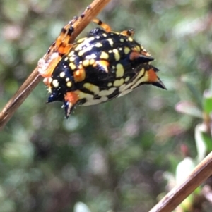 Austracantha minax at Lower Borough, NSW - 9 Feb 2024