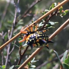 Austracantha minax at Lower Borough, NSW - 9 Feb 2024 11:12 AM