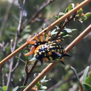 Austracantha minax at Lower Borough, NSW - 9 Feb 2024