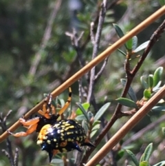 Austracantha minax at Lower Borough, NSW - 9 Feb 2024