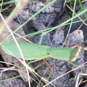 Orthodera ministralis at Lower Borough, NSW - 9 Feb 2024 11:23 AM