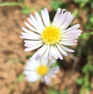 Calotis cuneifolia at Lower Borough, NSW - 11 Feb 2024