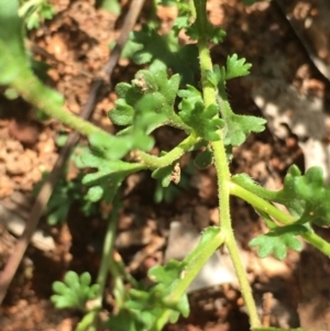 Calotis cuneifolia at Lower Borough, NSW - 11 Feb 2024