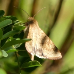 Helicoverpa armigera (Cotton bollworm, Corn earworm) at Wingecarribee Local Government Area - 13 Feb 2024 by Curiosity