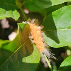 Orgyia anartoides at QPRC LGA - 13 Feb 2024