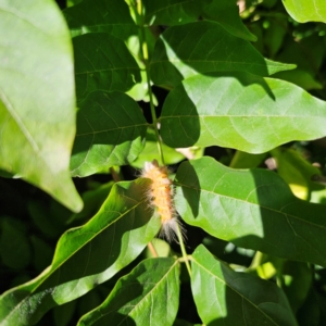 Orgyia anartoides at QPRC LGA - 13 Feb 2024