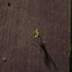 Dolichopodidae (family) at QPRC LGA - suppressed