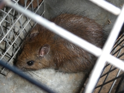 Rattus fuscipes (Bush Rat) at QPRC LGA - 12 Feb 2024 by arjay