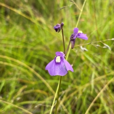 Utricularia dichotoma (Fairy Aprons, Purple Bladderwort) at Symonston, ACT - 14 Feb 2024 by Shazw
