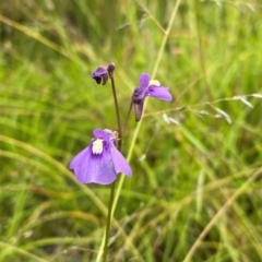 Utricularia dichotoma at Callum Brae - suppressed