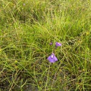 Utricularia dichotoma at Callum Brae - suppressed