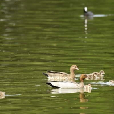 Chenonetta jubata (Australian Wood Duck) at Lake Ginninderra - 13 Feb 2024 by Thurstan