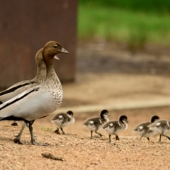 Chenonetta jubata at Lake Ginninderra - 14 Feb 2024