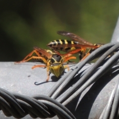 Polistes (Polistes) chinensis (Asian paper wasp) at Conder, ACT - 4 Apr 2023 by michaelb